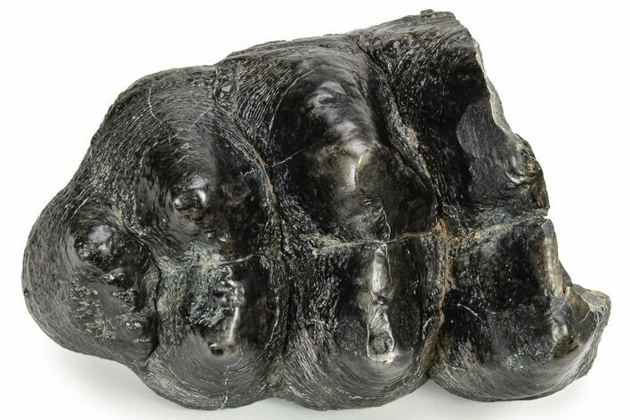 Partial Gomphothere (Mastodon Relative) Molar - South Carolina #235817